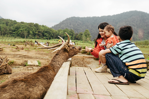 asian young mother with her child feeding deer in deer farm