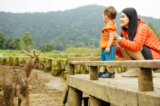 mãe asiática carregando seu bebê alimentando veados em deer farm - zoo agricultural fair child farm - fotografias e filmes do acervo