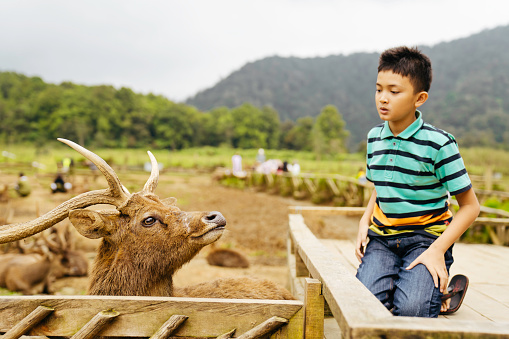 young boy   Feeding Deer in Deer Farm