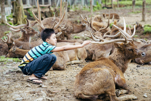 menino novo que alimenta o cervo na fazenda do cervo - zoo agricultural fair child farm - fotografias e filmes do acervo