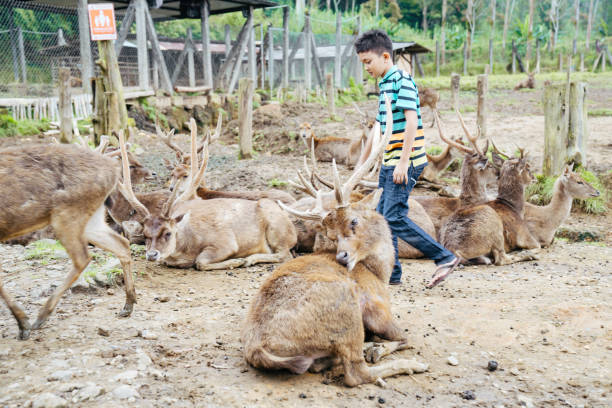 menino novo que alimenta o cervo na fazenda do cervo - zoo agricultural fair child farm - fotografias e filmes do acervo