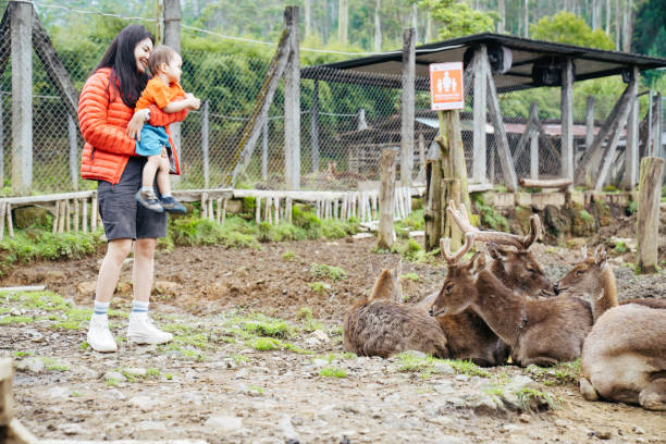 mãe asiática carregando seu bebê alimentando veados em deer farm - zoo agricultural fair child farm - fotografias e filmes do acervo