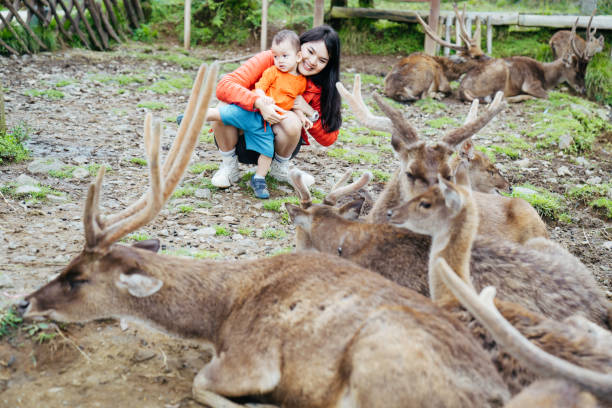 mãe asiática carregando seu bebê alimentando veados em deer farm - zoo agricultural fair child farm - fotografias e filmes do acervo