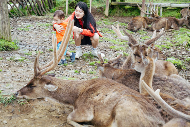 mãe asiática carregando seu bebê alimentando veados em deer farm - zoo agricultural fair child farm - fotografias e filmes do acervo