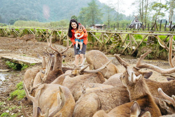 mãe asiática carregando seu bebê alimentando veados em deer farm - zoo agricultural fair child farm - fotografias e filmes do acervo