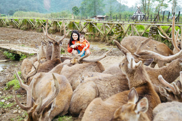 mãe asiática carregando seu bebê alimentando veados em deer farm - zoo agricultural fair child farm - fotografias e filmes do acervo