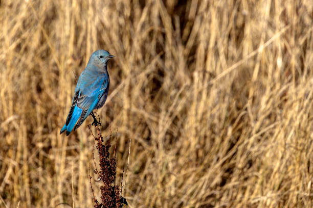 istock male mountain bluebird, Delta, BC, Canada 1452414282
