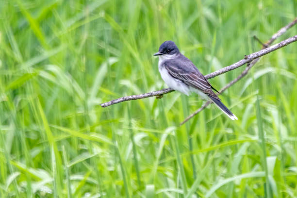 istock Eastern Kingbird perched on a bush twig 1452414292