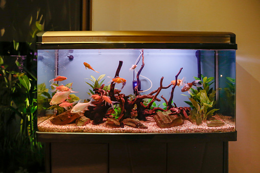 Close-up shot of small fish tank aquarium at home