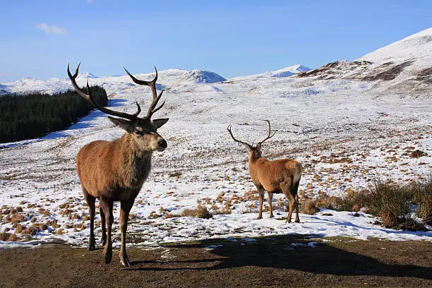 Photo of Red Deer Stags