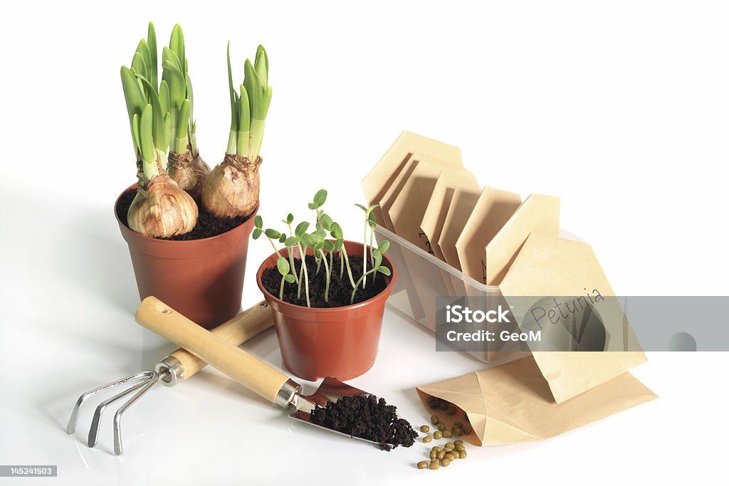 Gardener's spring Sprouting bulbs, seedlings, seeds and garden tools Box - Container Stock Photo