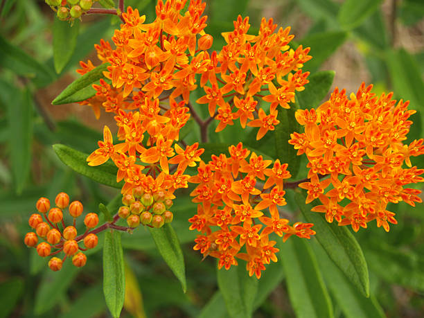 istock Butterfly Weed or Orange Milkweed from Above in NC 145241634