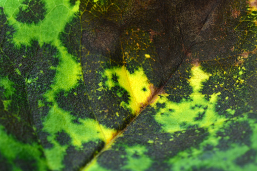 Rose plant fungal disease; close-up of an affected rose leaf