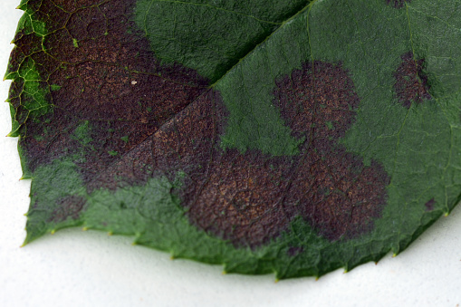 Rose plant fungal disease; close-up of an affected rose leaf