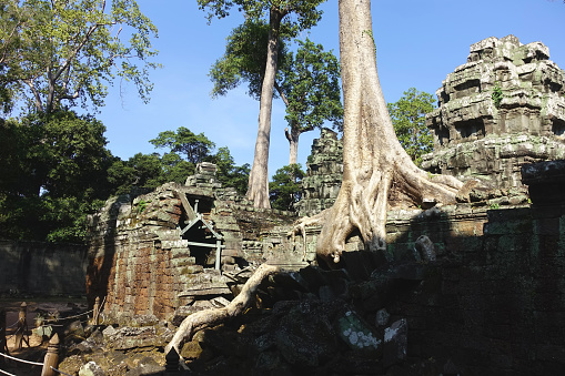 Tree roots entwined with ruins, Ta Prohm