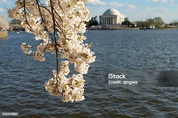 Cherry Blossoms Branch Tidal Basin Jefferson Memorial Washington Dc Usa Stock Photo - Download Image Now