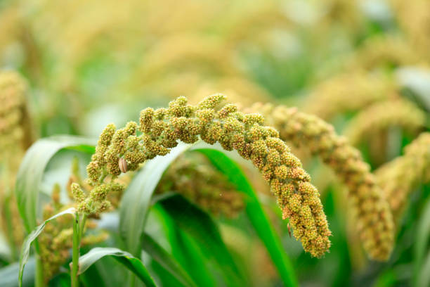 istock Millet, millet in a wooden container 1452418973