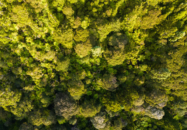 istock Aerial view of native forest. 1452419050
