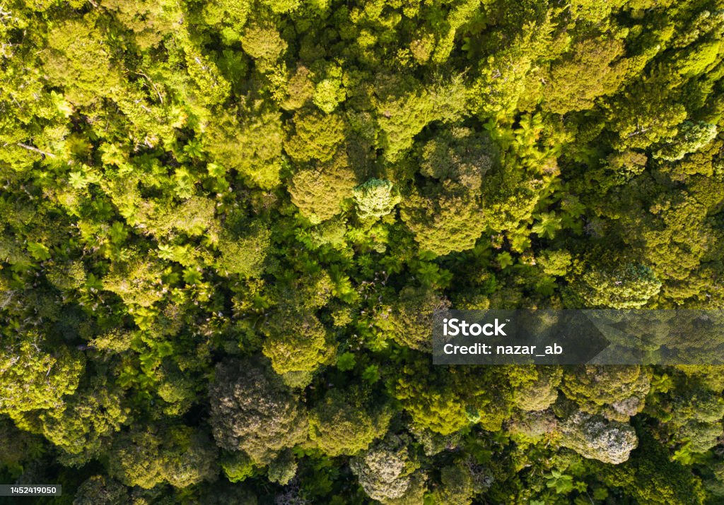 Native Forest Images Aerial View Of Native Forest Stock Photo - Download Image Now - Aerial ...