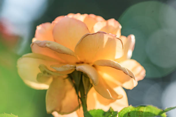 Yellow rose in the garden, Thailand.