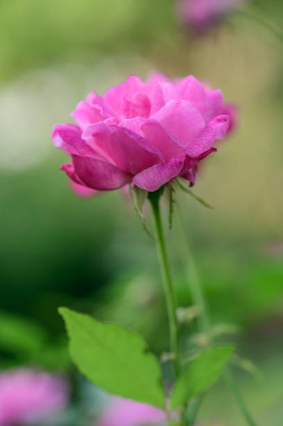 istock Pink rose in the garden 1452419120