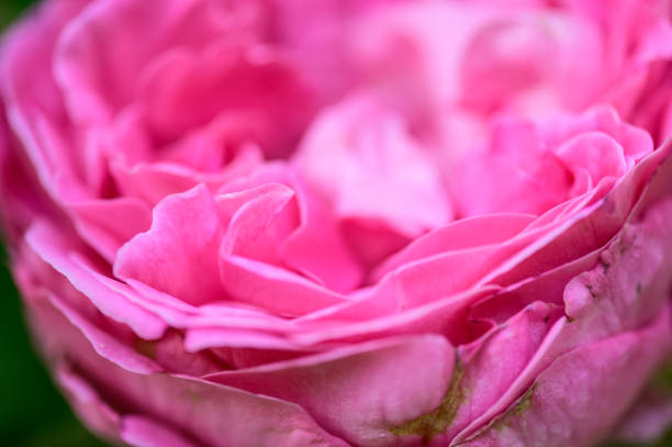 istock Background of pink rose petals 1452419171