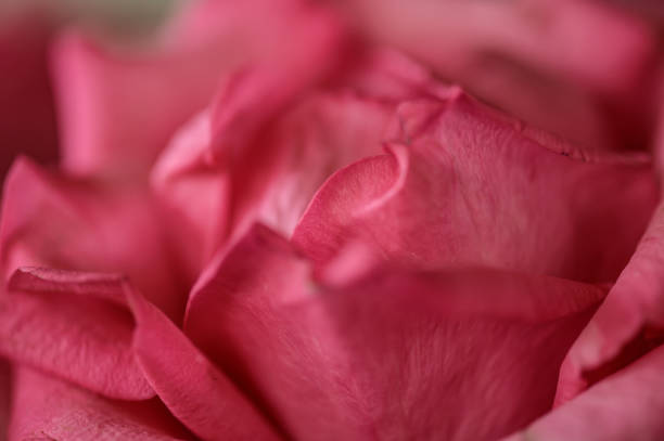 istock Background of red rose petals 1452419680