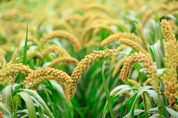 istock Millet, millet in a wooden container 1452419837