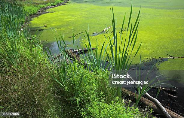 Lago - Fotografie stock e altre immagini di Acqua - Acqua, Alga, Ambientazione esterna