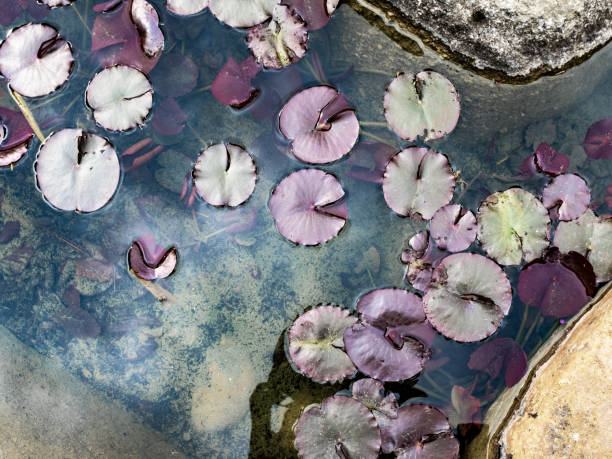 istock Purple water lily leaves floating on a pond with pepples at the bottom 1452420473