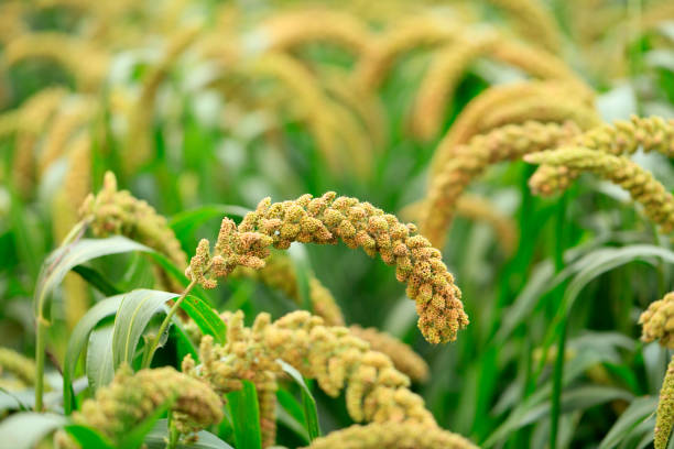 istock Millet, millet in a wooden container 1452420670