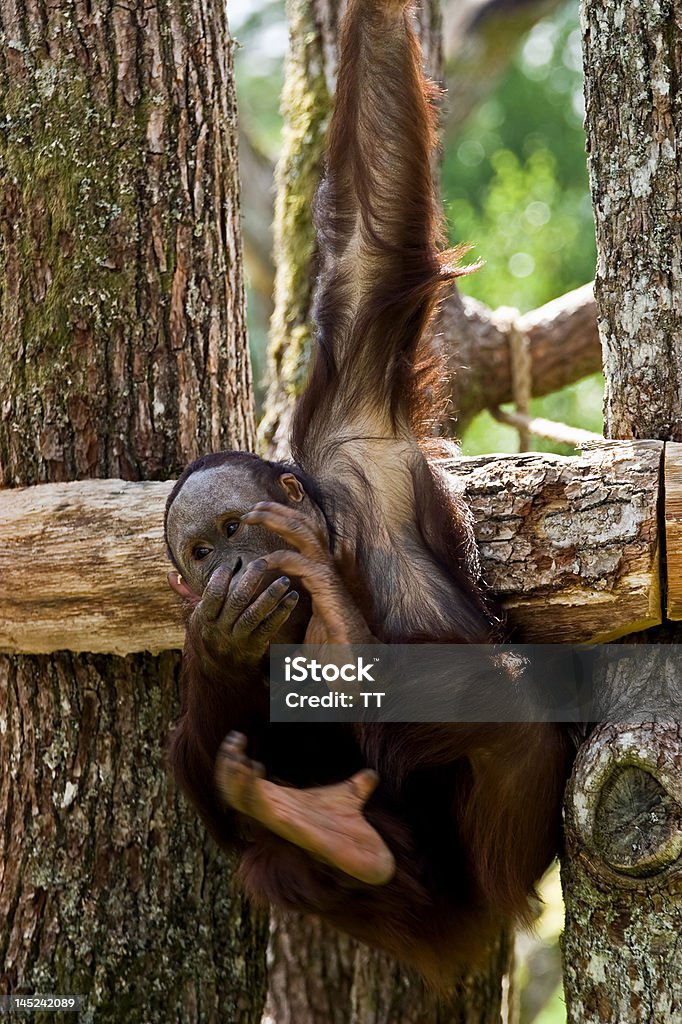 orangutan - Zbiór zdjęć royalty-free (Błękitna Małpa)