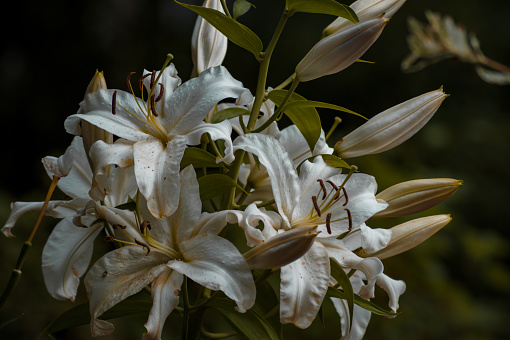 Close up of a white flowering plant