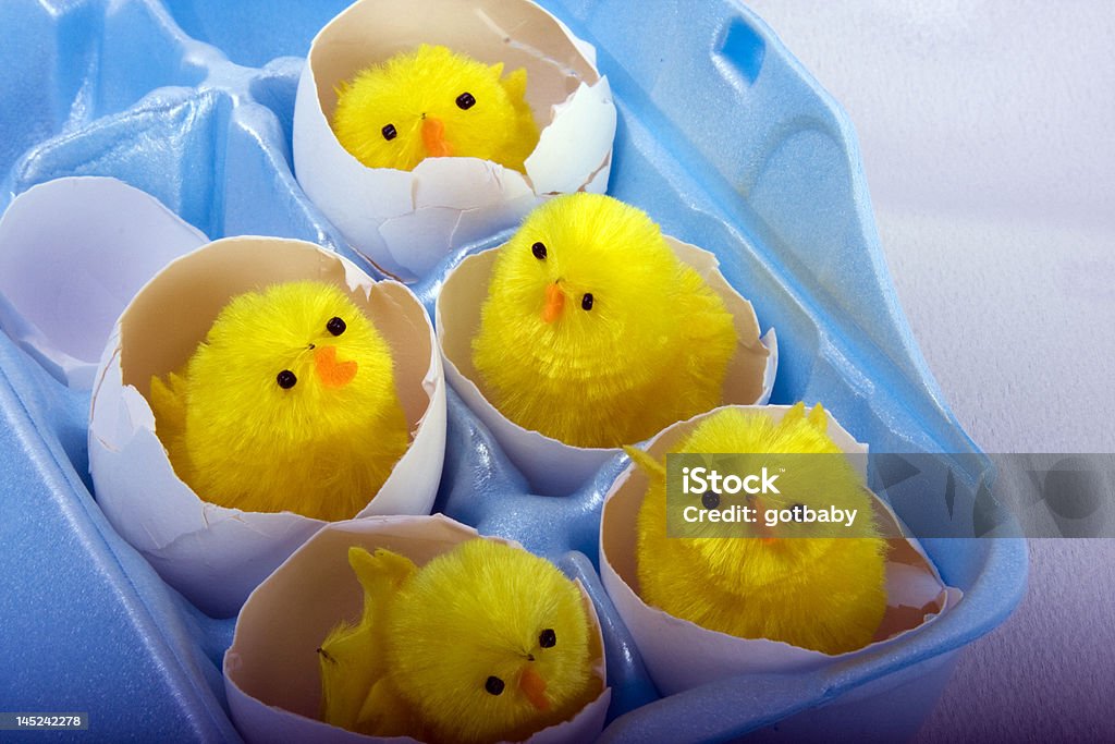 Little Chicks Five yellow chicks in eggshells in blue egg carton. Animal Stock Photo