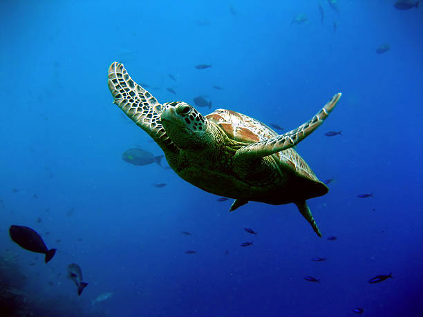 Green Turtle Green turtle swimming mabul island stock pictures, royalty-free photos & images