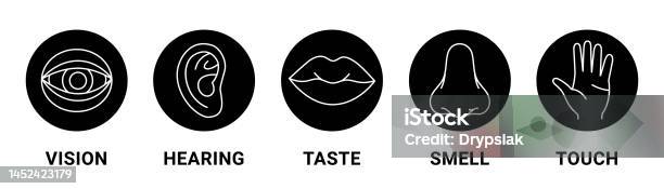 人間の五感視覚嗅覚聴覚触覚味覚のアイコン人間の感覚器官のセットベクターイラスト目鼻耳手口のアイコンセット アイコンのベクターアート素材や
