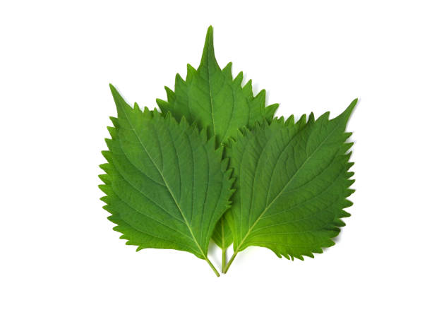 istock Fresh Green Shiso (perilla frutescens) or Oba leaf on white background. 1452423870