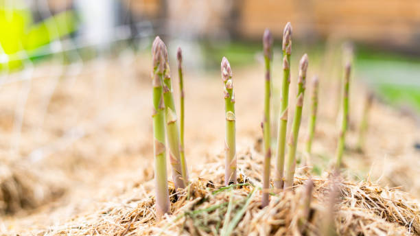 istock Growing green asparagus for home consumption. The bed is covered with mulch, the first spring harvest 1452424759