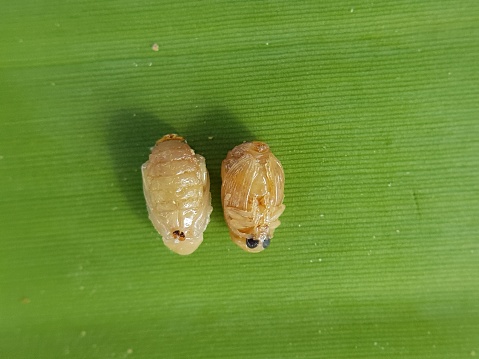 Tamarind seed borer larvae and pupa.