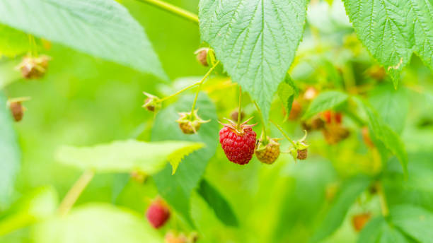 istock Red raspberries grow on a bush close-up 1452426668