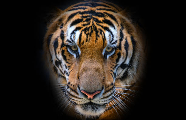 istock The bengal tiger's eyes and face on a black background 1452426696