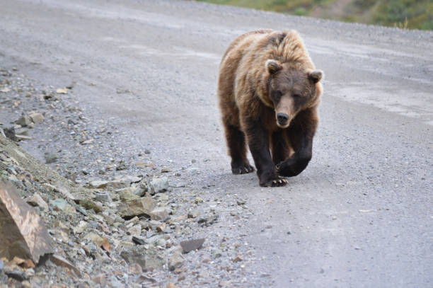 istock Grizzly bear in road 1452426699