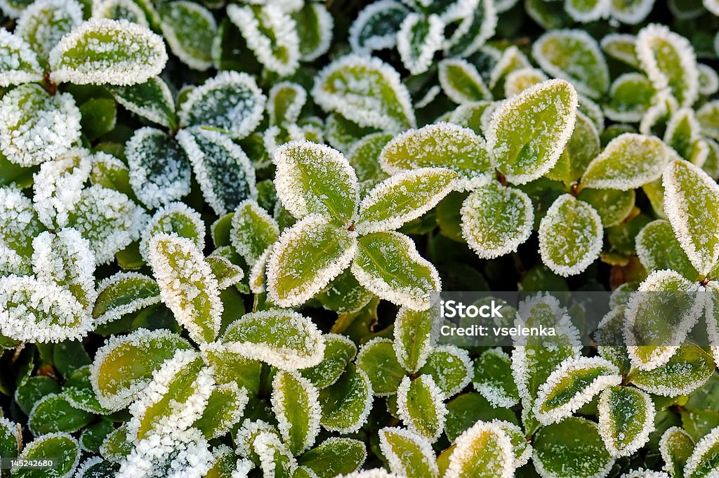 냉동상태의 잎 - 로열티 프리 0명 스톡 사진