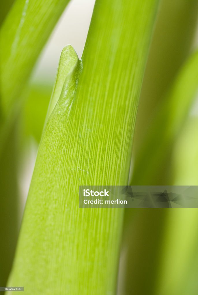 Macro di stelo - Foto stock royalty-free di Calla - Aro