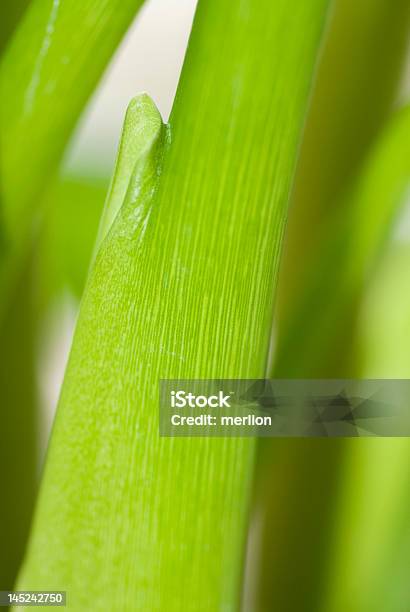 Macro De Haste - Fotografias de stock e mais imagens de Calla - Planta - Calla - Planta, Caule de planta, Flora