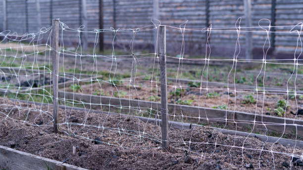 istock The trellis net is stretched on an empty bed in the evening 1452427561