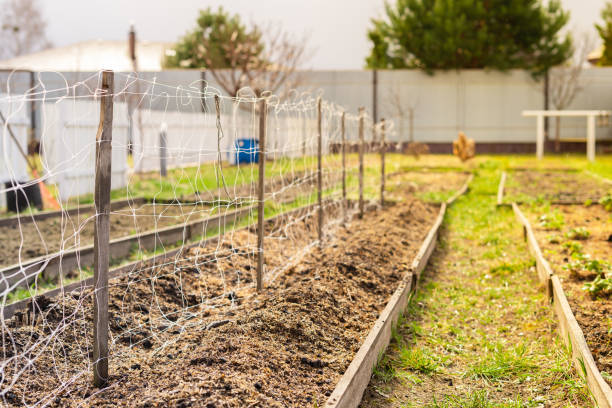 istock The trellis net is stretched on the garden bed in the spring before planting 1452427613