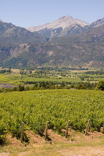 istock vineyard in Bolson, Argentina 145242771