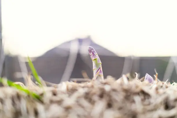 Photo of The first edible fruits of asparagus in spring