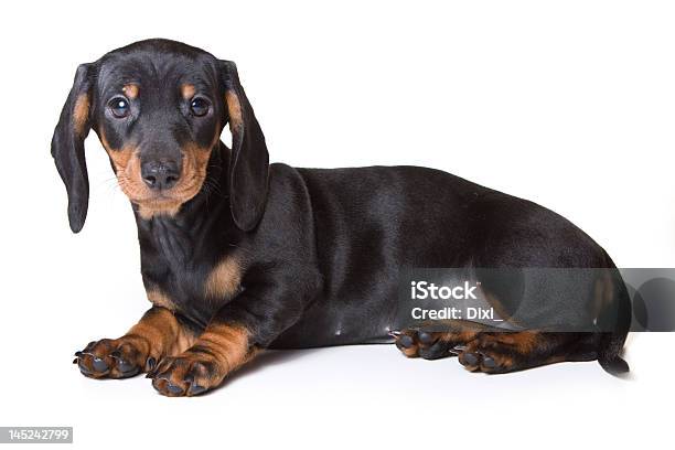 Dackel Auf Weißem Hintergrund Stockfoto und mehr Bilder von Dackel - Dackel, Domestizierte Tiere, Fotografie